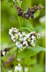 Kuttu Dana - Image 3